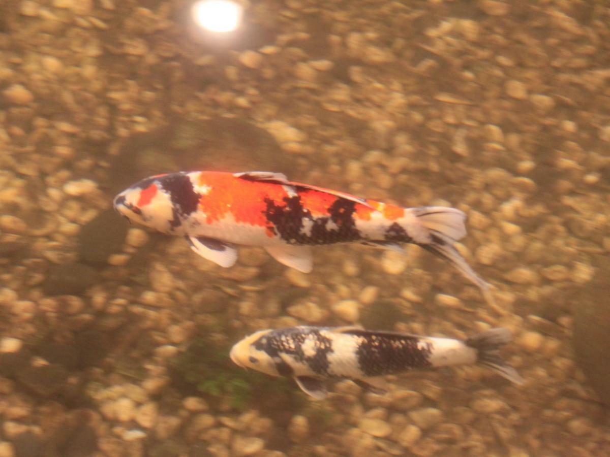 Yamashiro Onsen Miyabi No Yado Kaga Hyakumangoku Hotell Exteriör bild